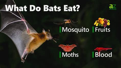The Reproduction and Life Cycle of Bpack Magic Bats